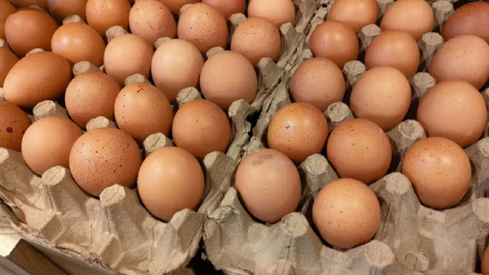 Yükselen yumurta fiyatları